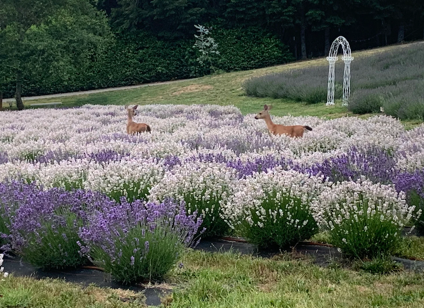 Guest photo